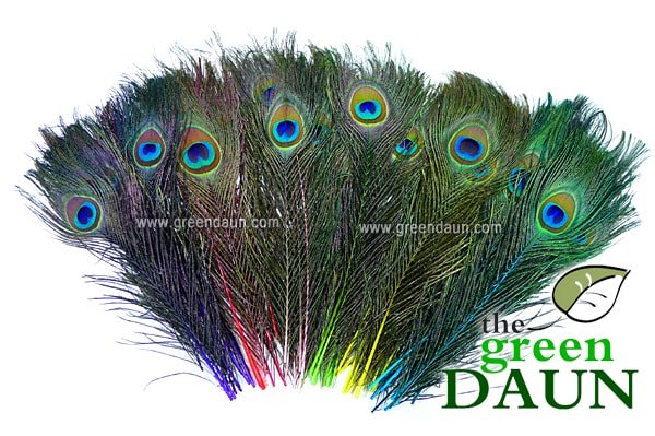 Where to Buy Peacock Feathers in Malaysia
