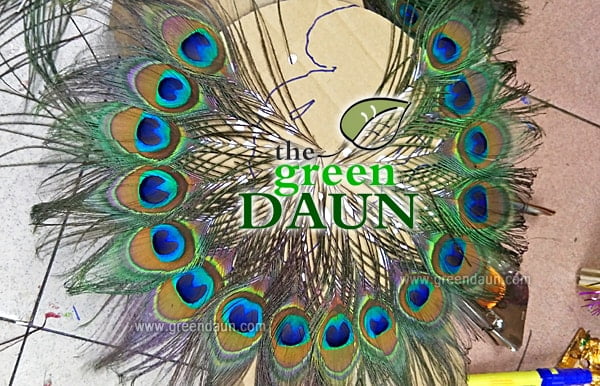 Selling Peacock Feathers in Malaysia