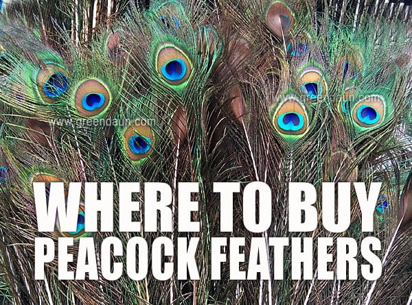 Buy Peacock Feathers Malaysia