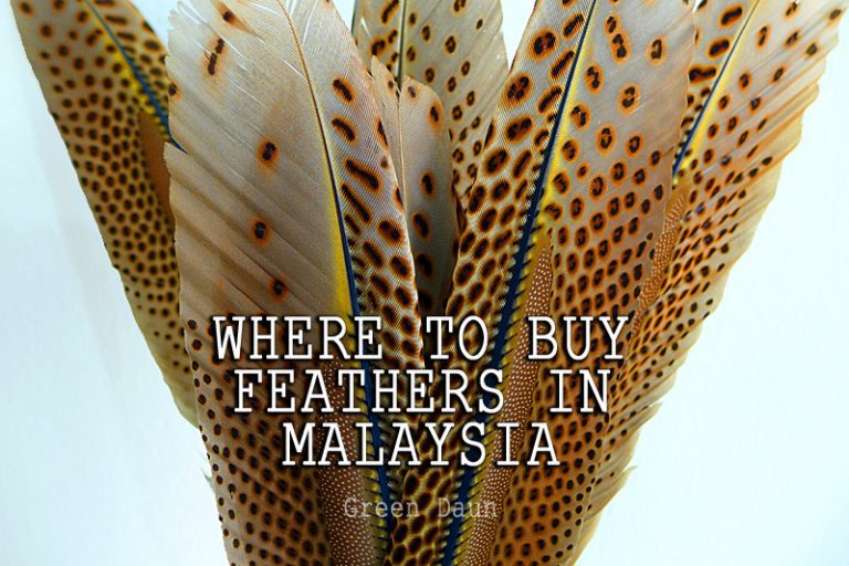 Where to buy feathers in PJ Malaysia Green Daun