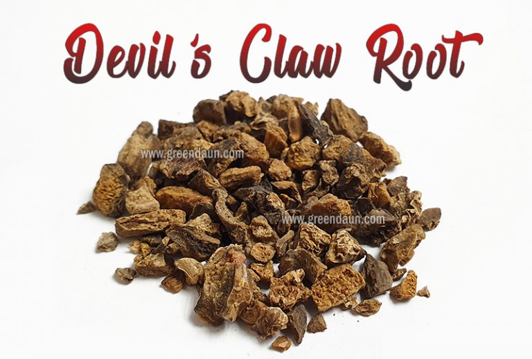 Devil's Claw Bat's Head Seed and Root Green Daun