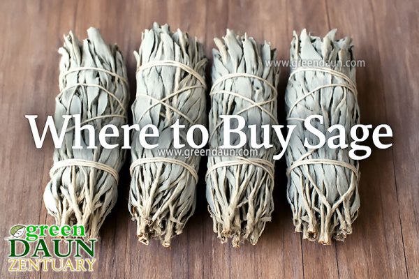 Buy Sage in Malaysia