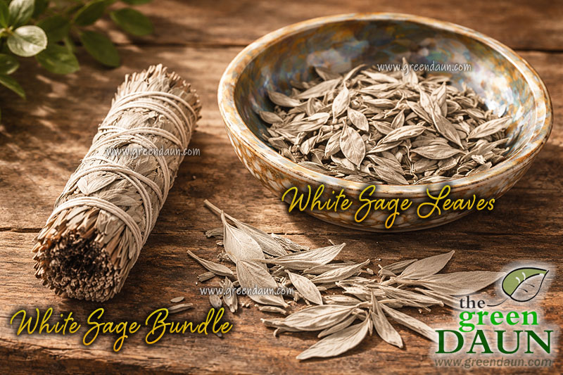How to Burn White Sage